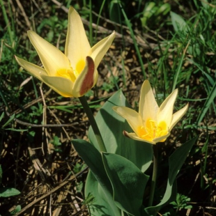 Tulipa kaufmanniana